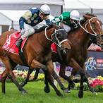 horses to bet on melbourne cup